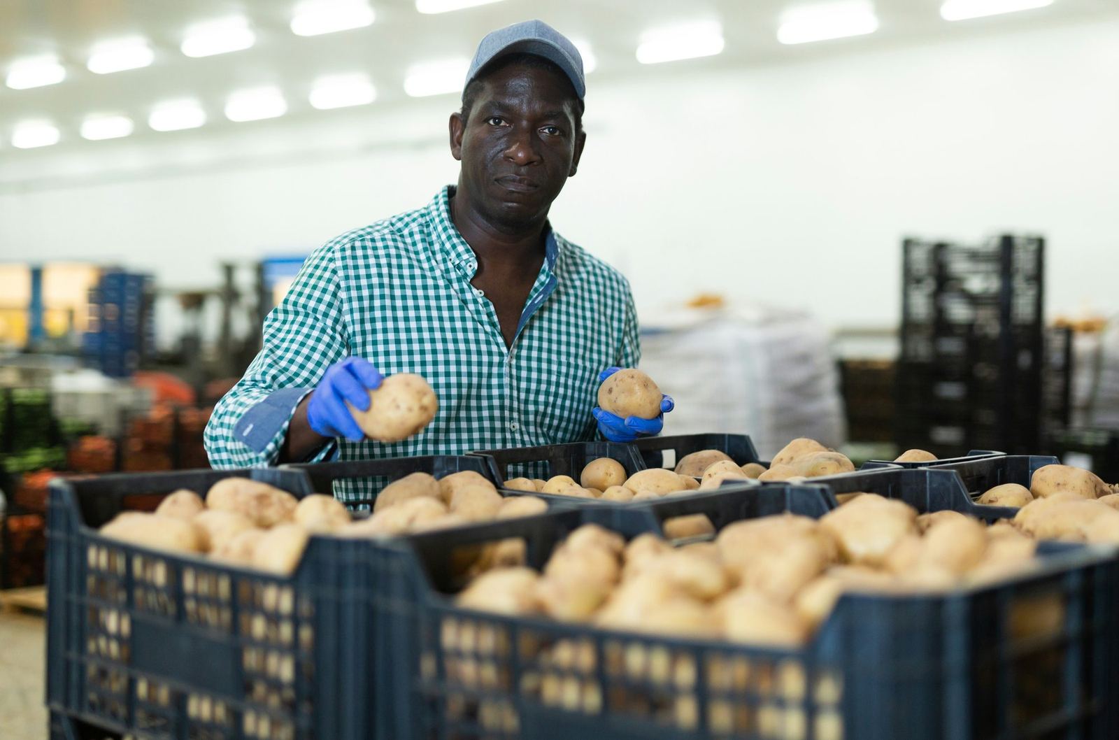 A warehouse worker in blue gloves holds up potatoes above crates of freshly harvested crop.