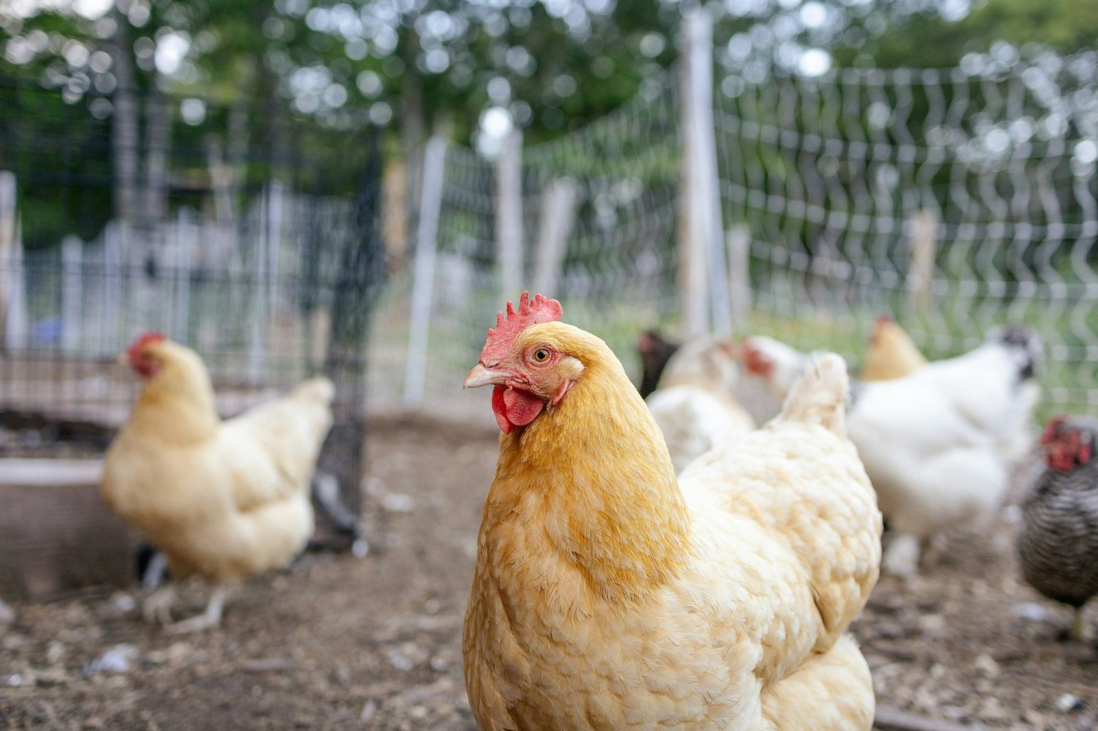 Chickens roam a fenced outdoor run, with a buff-coloured hen in the foreground.